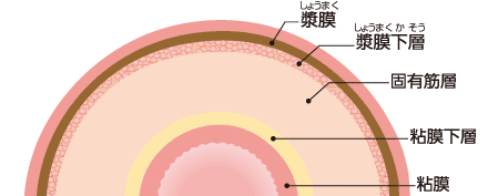 大腸壁の構造