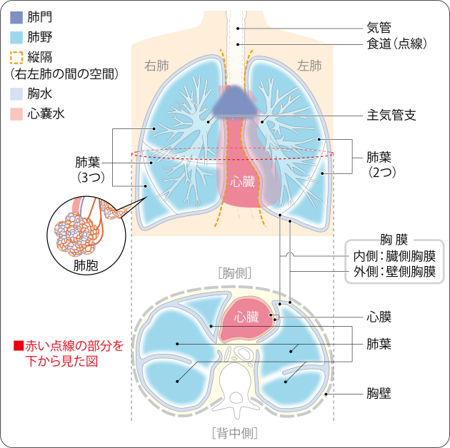肺の構造
