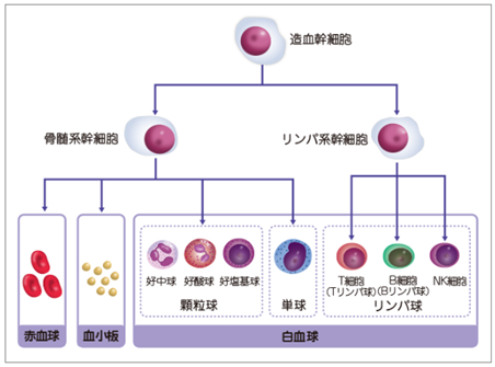 図.血液細胞の分化・成熟